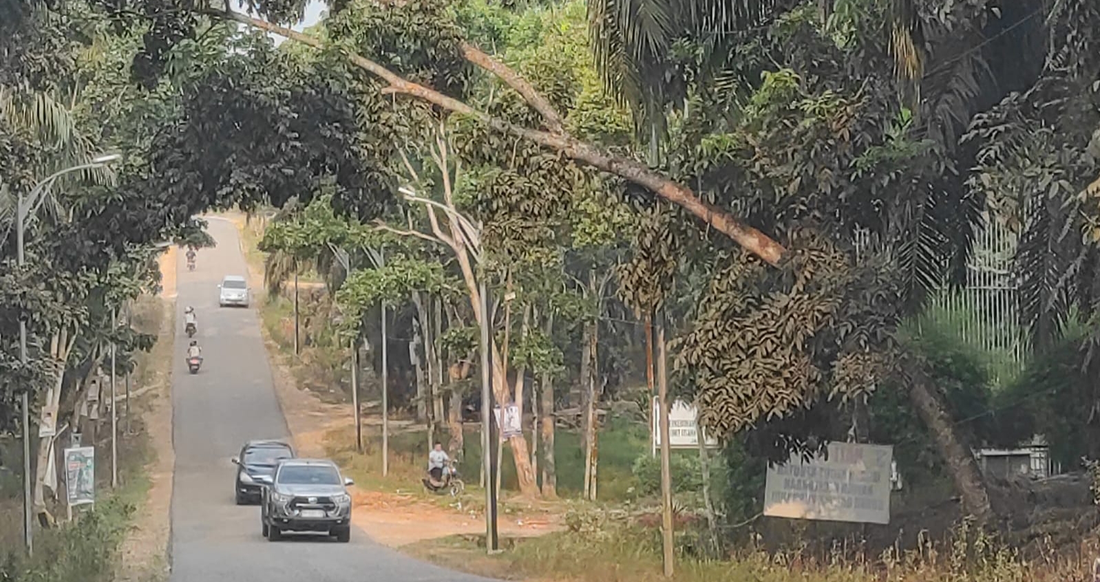 PTPN VI unit usaha Batanghari - Jambi, Melakukan pembiaran puluhan pohon sepanjang Jalan Ness condong ke jalan