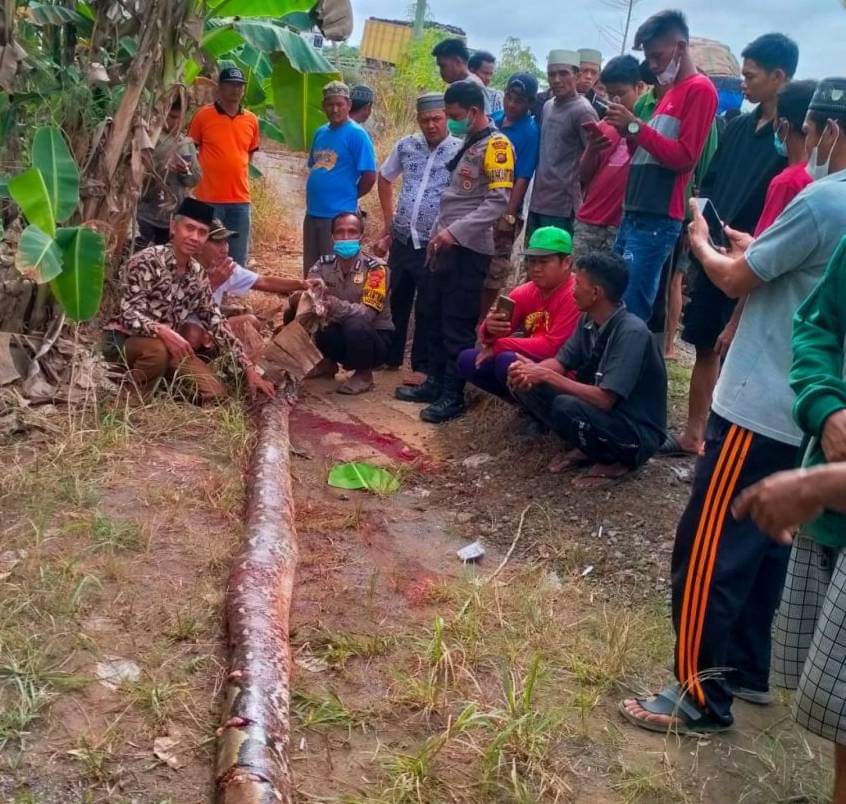 Nenek Berumur 90 Tahun di Tanjabtim Tewas Dililit Ular Piton