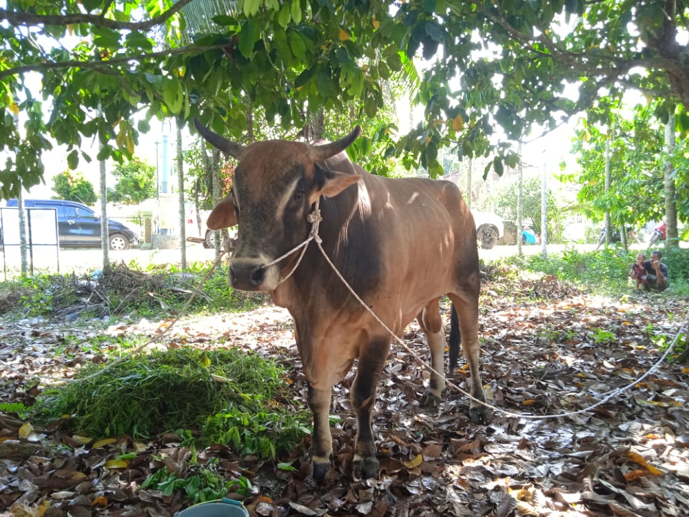 Sapi Dari Presiden Jokowi Untuk Jambi Bernama Brahman Cross