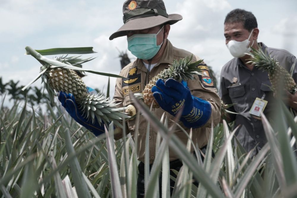 Kunker Ke Jambi, Menteri Pertanian Dorong Akselerasi Replanting Kebun Sawit di Jambi