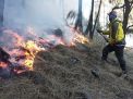Ratusan Hektare Lahan di Jambi Terbakar