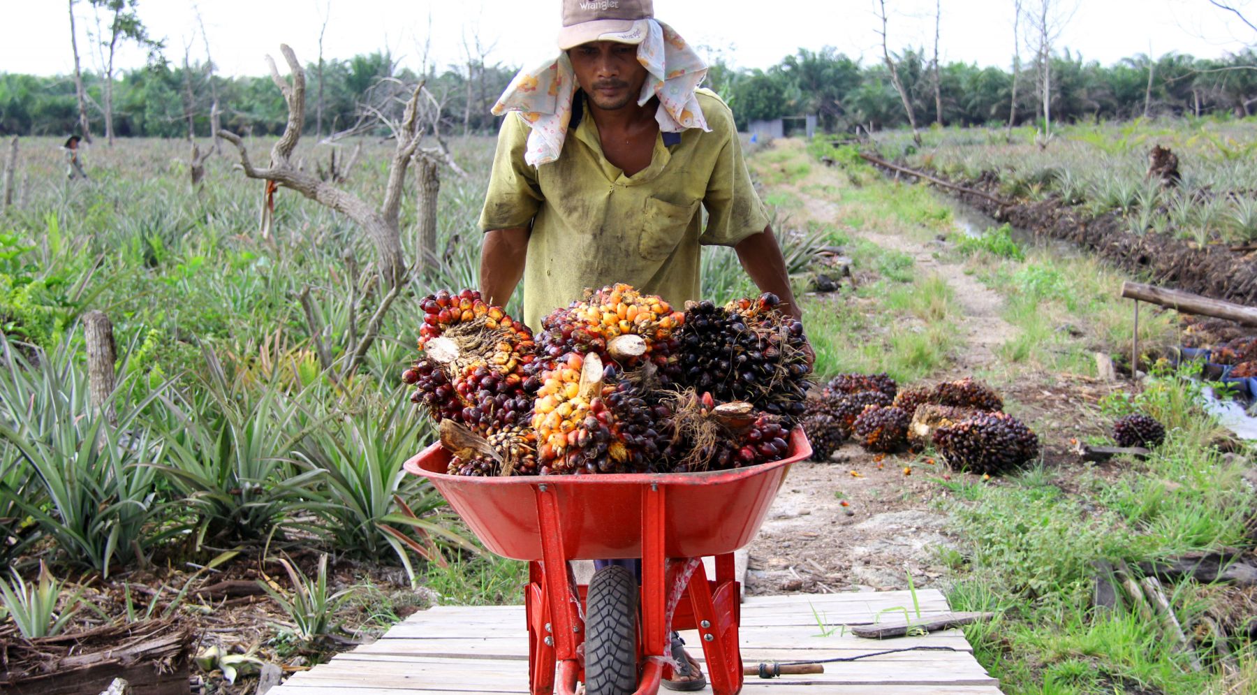 Harga Sawit Terus Naik, Petani Merasakan Kemakmuran