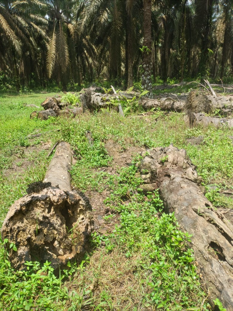 Lahan Sawit Milik M. Saragih Dirusak Masimun, Pihak Berwajib Belum Bertindak