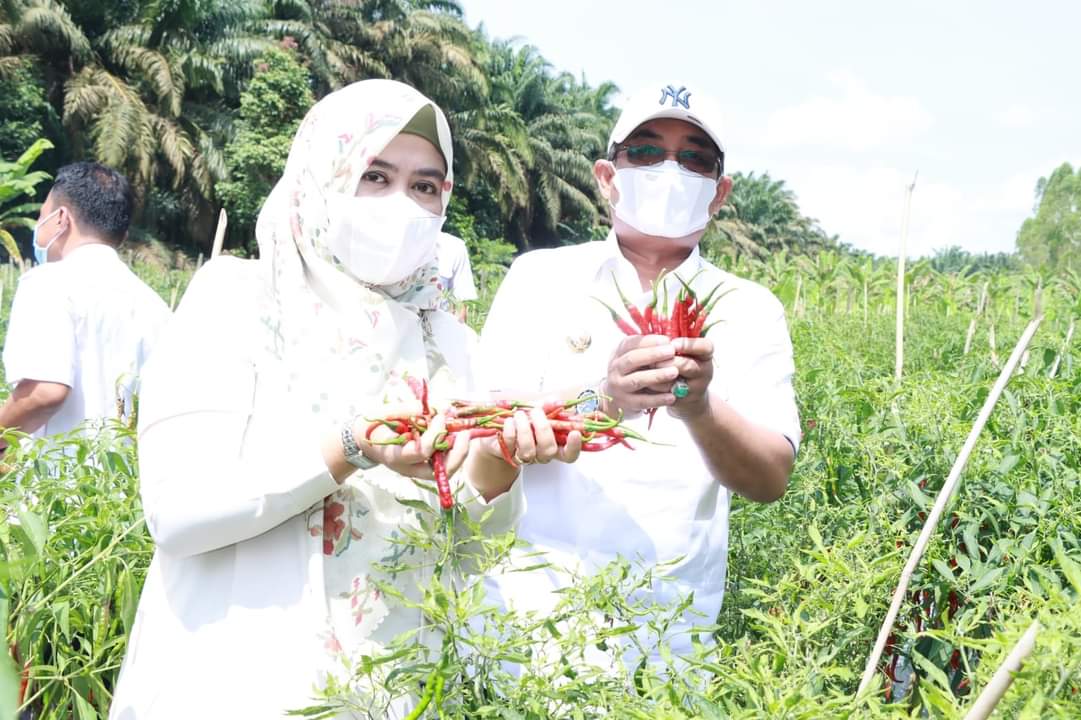 Bupati Tanjabbar Panen Cabai Perdana di Kebun Percontohan Tebing Tinggi 