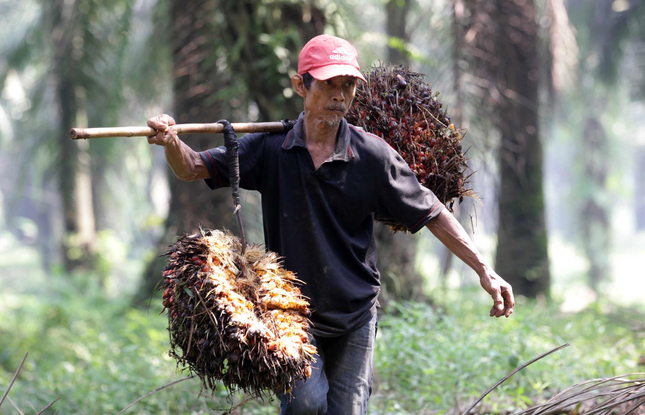 Harga CPO di Jambi Naik Rp 824 Per Kilogram