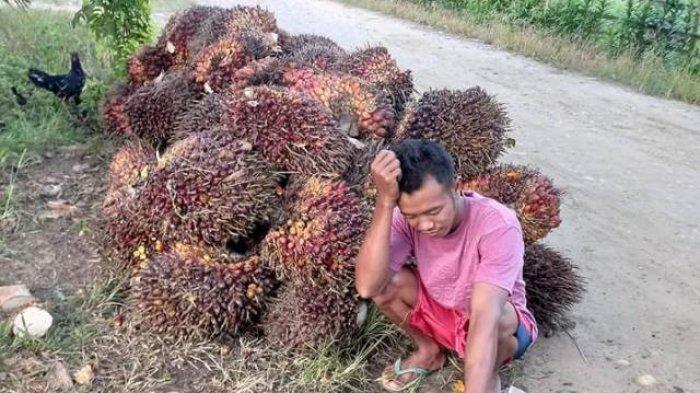 Penurunan Harga Sawit Pengaruhi Perekonomian jambi