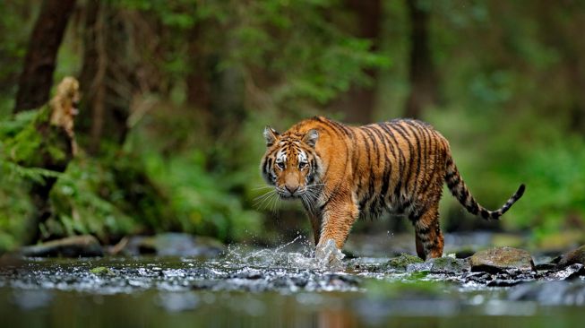 Nampay Sembiring Pekerja Kebun Karet Asal Langkat Diduga Tewas Diterkam Harimau