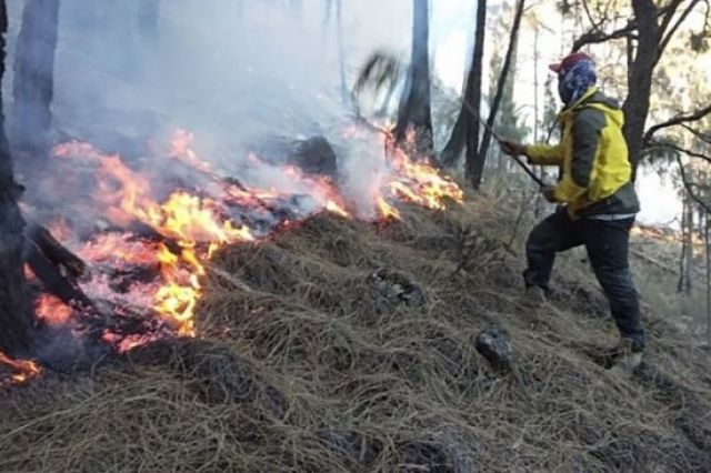 Ratusan Hektare Lahan di Jambi Terbakar