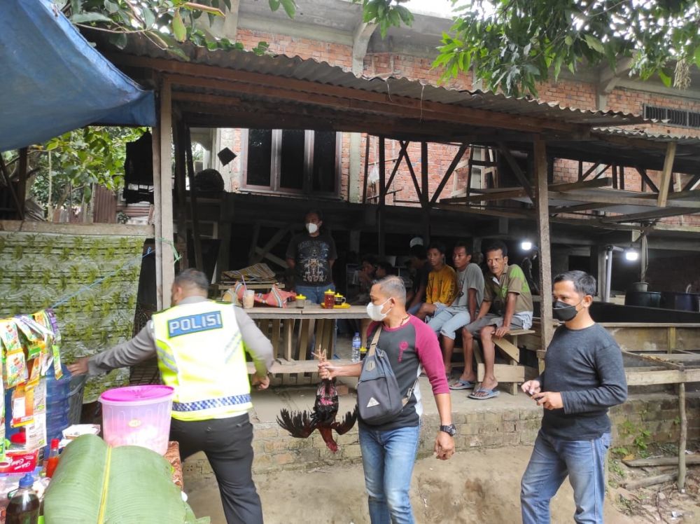 Polda Jambi Gerebek Arena Judi Sabung Ayam di Kenali Asam