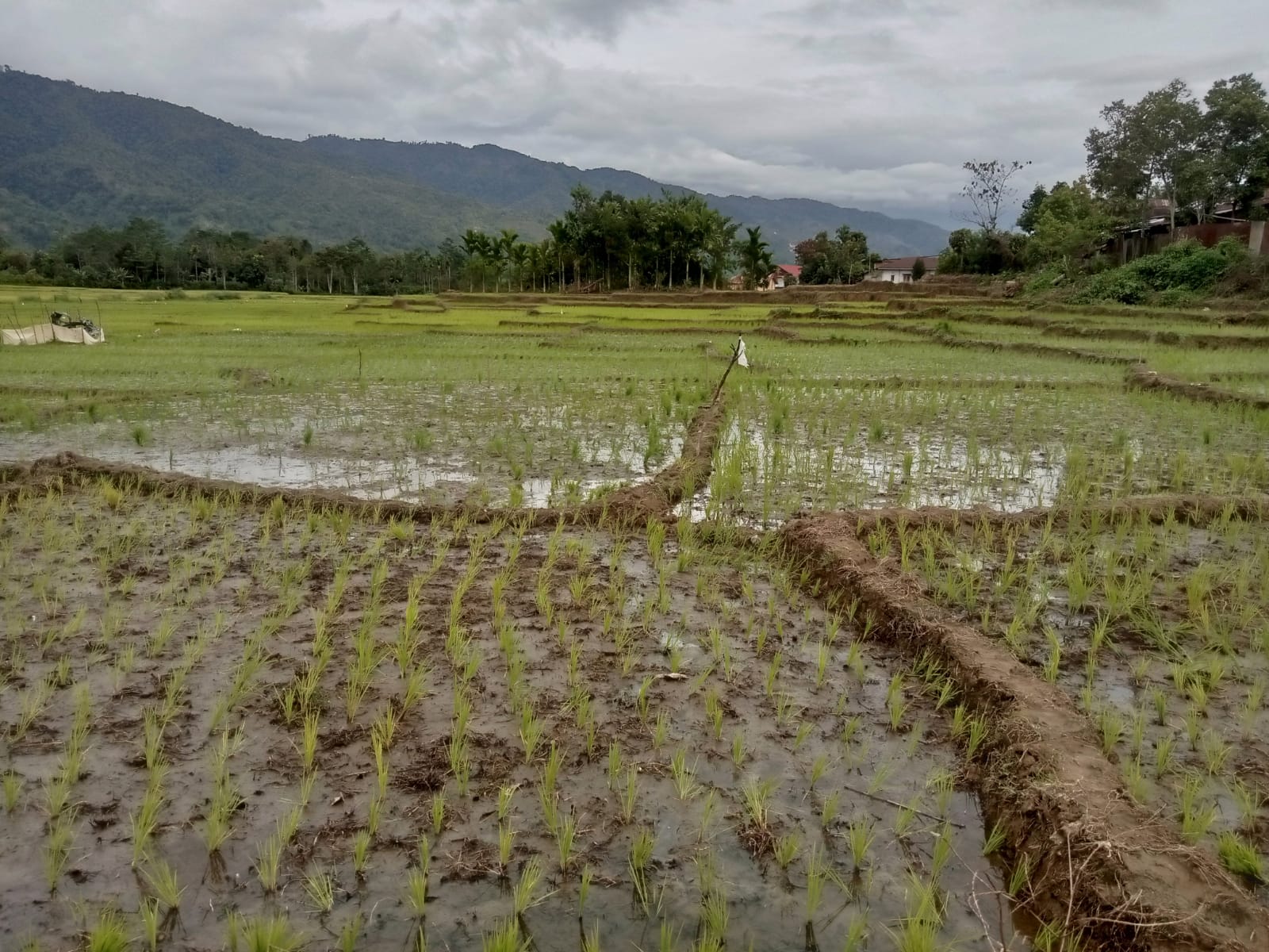 60 Hektar Lebih Sawah Warga Koto Aro Kerinci Sudah Produktif Kembali