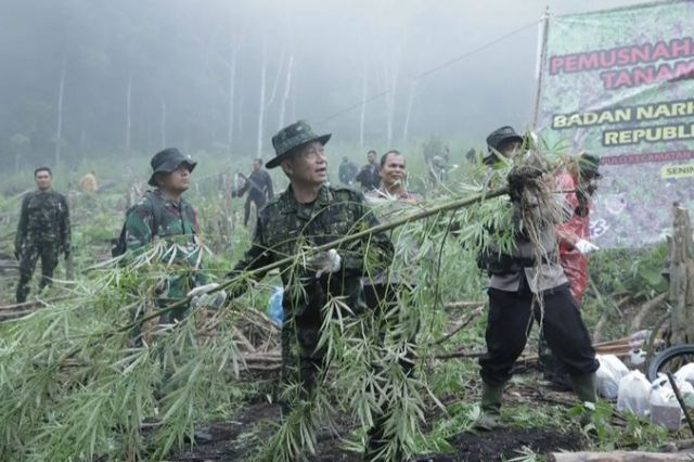 BNN RI MUSNAHKAN LADANG GANJA DI KETINGGIAN 1300 MDPL