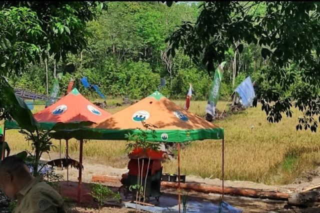 Kelompok Tani "Suka Damai", yang berlokasi di Kelurahan Teratai, melaksanakan Panen Raya Padi Sawah