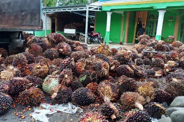 Harga TBS Kelapa Sawit Provinsi Jambi Periode 22-28 September Merosot