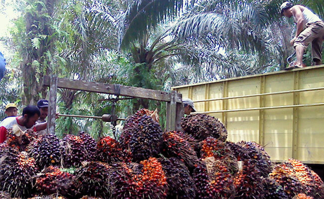 Harga TBS Anjlok, Petani Sawit Mulai Berontak