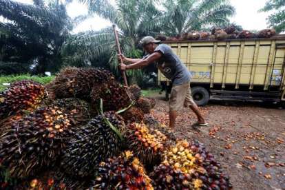 Harga Minyak Sawit Mentah di Jambi Turun Rp 135/Kilogram